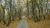 Road through forest